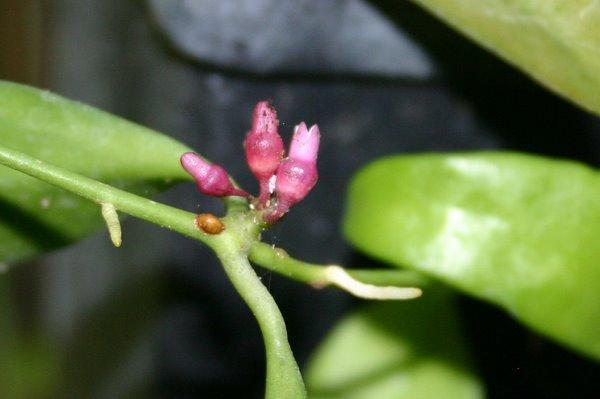 http://www.cloudjungle.com/CloudJungle/Asclepiadaceae/dischidiopsis/Dischidiopsis ramosii flower.jpg